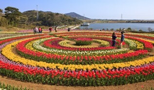 kashmi-tulip-garden